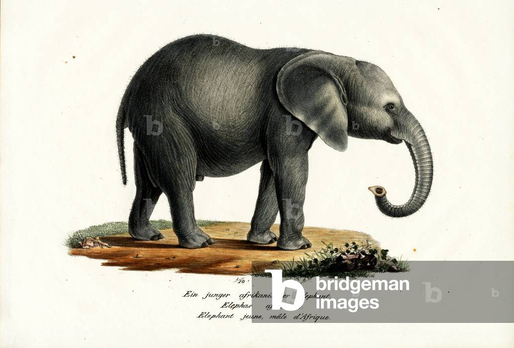"Junger afrikanischer Elefant", 1824 von Karl Joseph Brodtmann