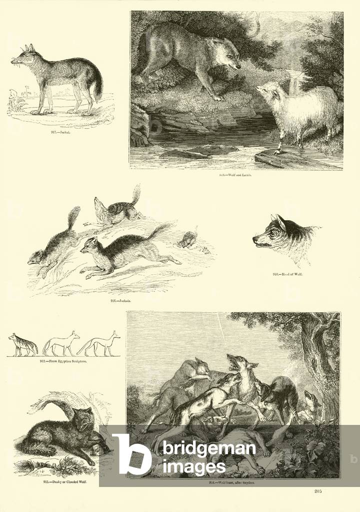 Page from The Pictorial Museum of Animated Nature (engraving)