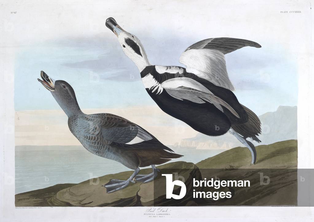 Zwei Vögel. Farbillustration von Audubon; Pied Duck.