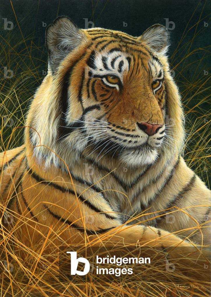 Image of Painting depicting Siberian Tiger portrait 2013 by Jeremy Paul