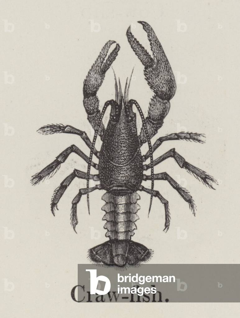 Aragoste (incisione)