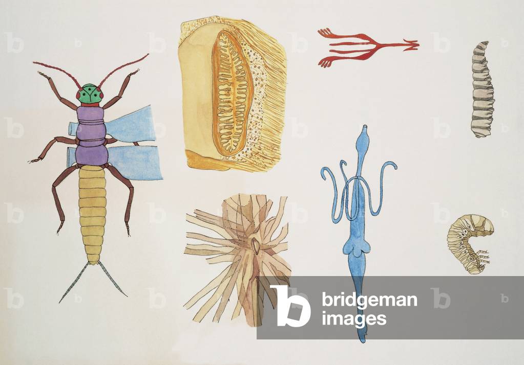 Image of Anatomic schemes of an insect