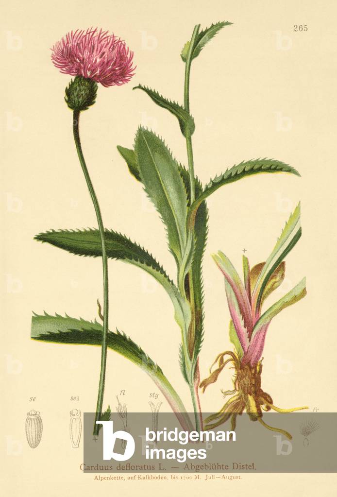 Alpine Thistle (Carduus defloratus) (colour litho) by German Artist