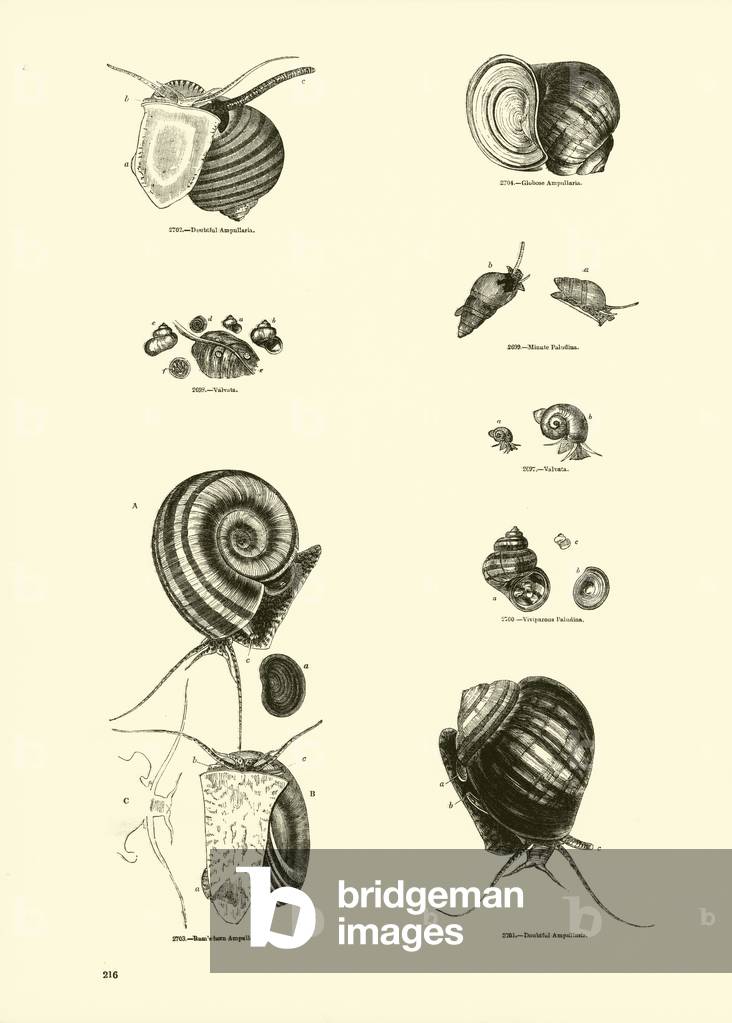 "Pagina dal Museo pittorico della Natura Animata (incisione)" di English School, b/w