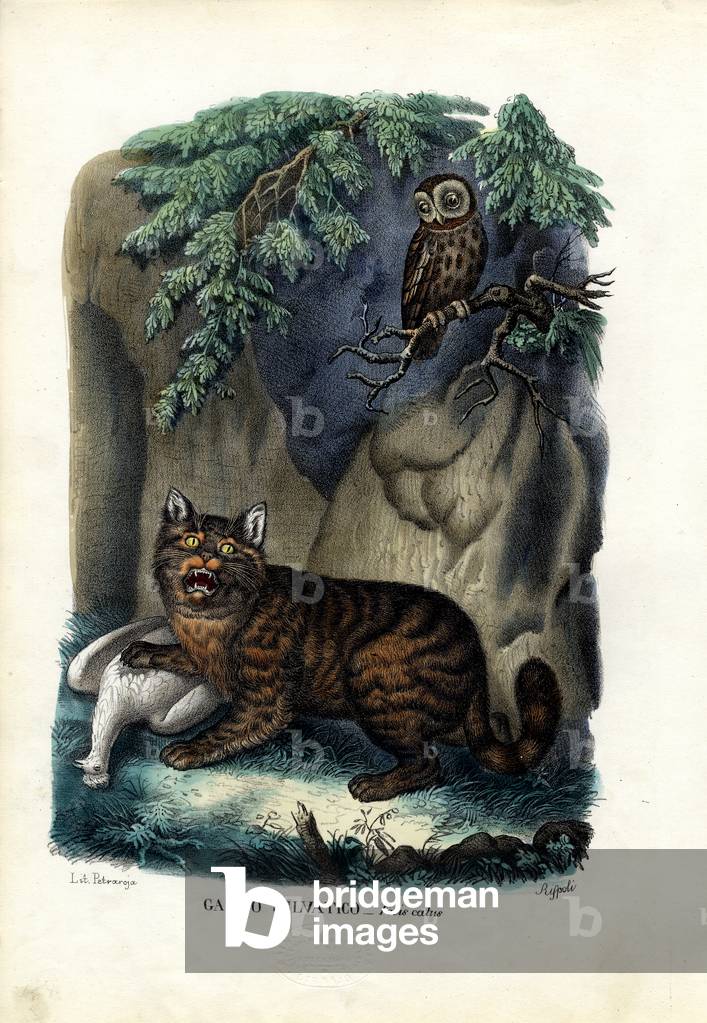 Wildkatze, 1863-79 (Farblitho)