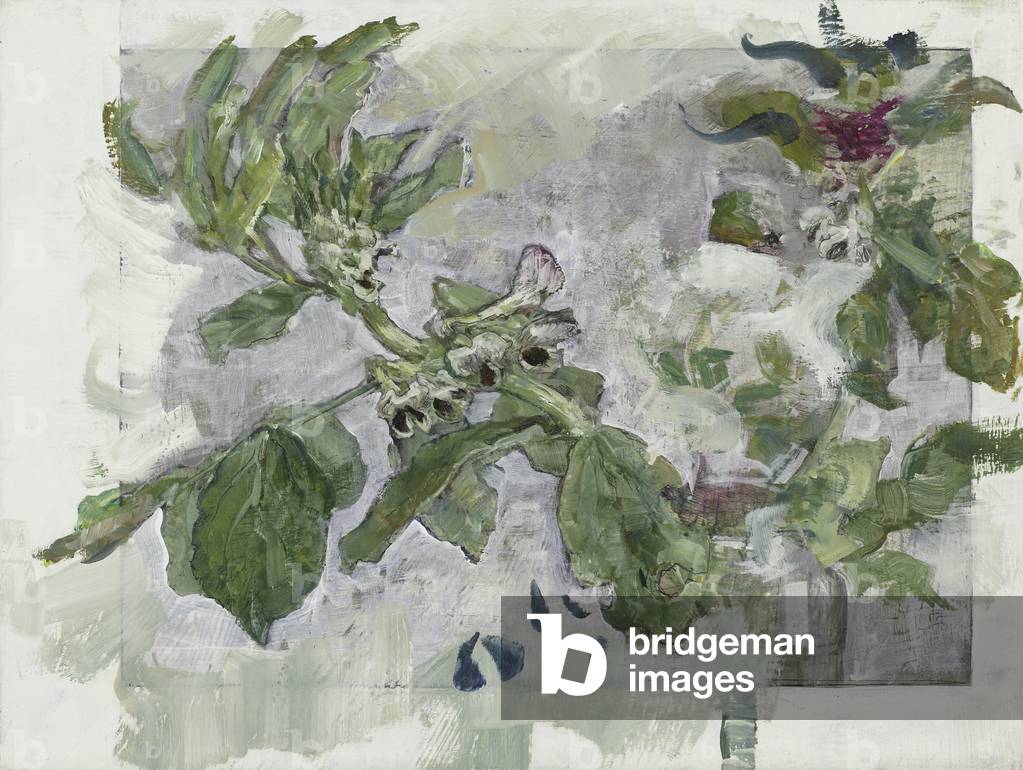 Fiore di Fave, 2009 (olio e tempera su pannello)