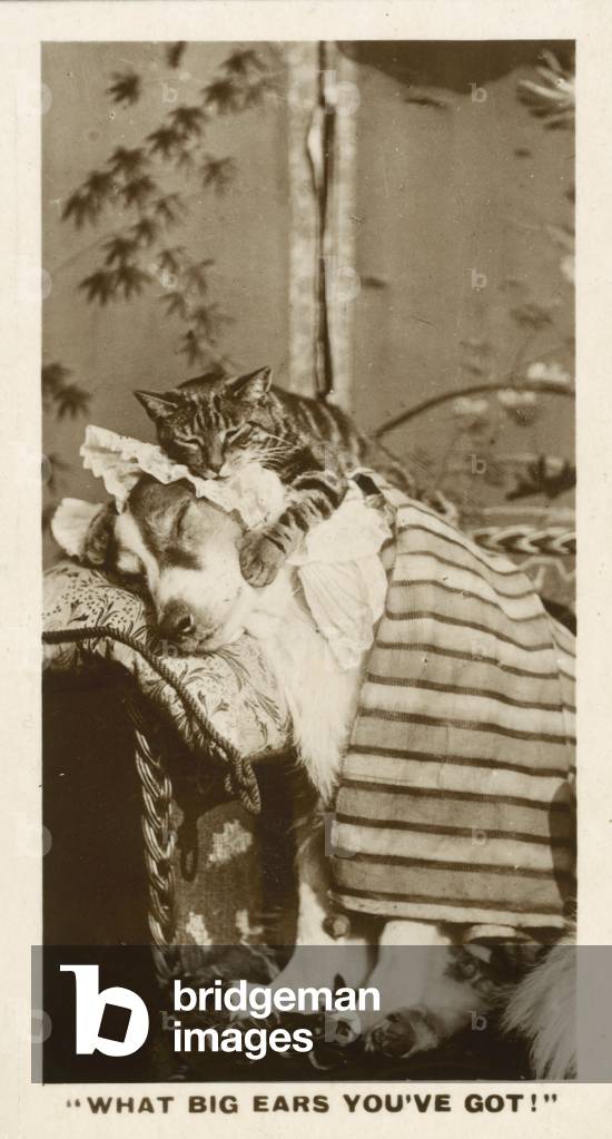 Bild von Druck "Comic-Tiere" von English Photographer, b/w