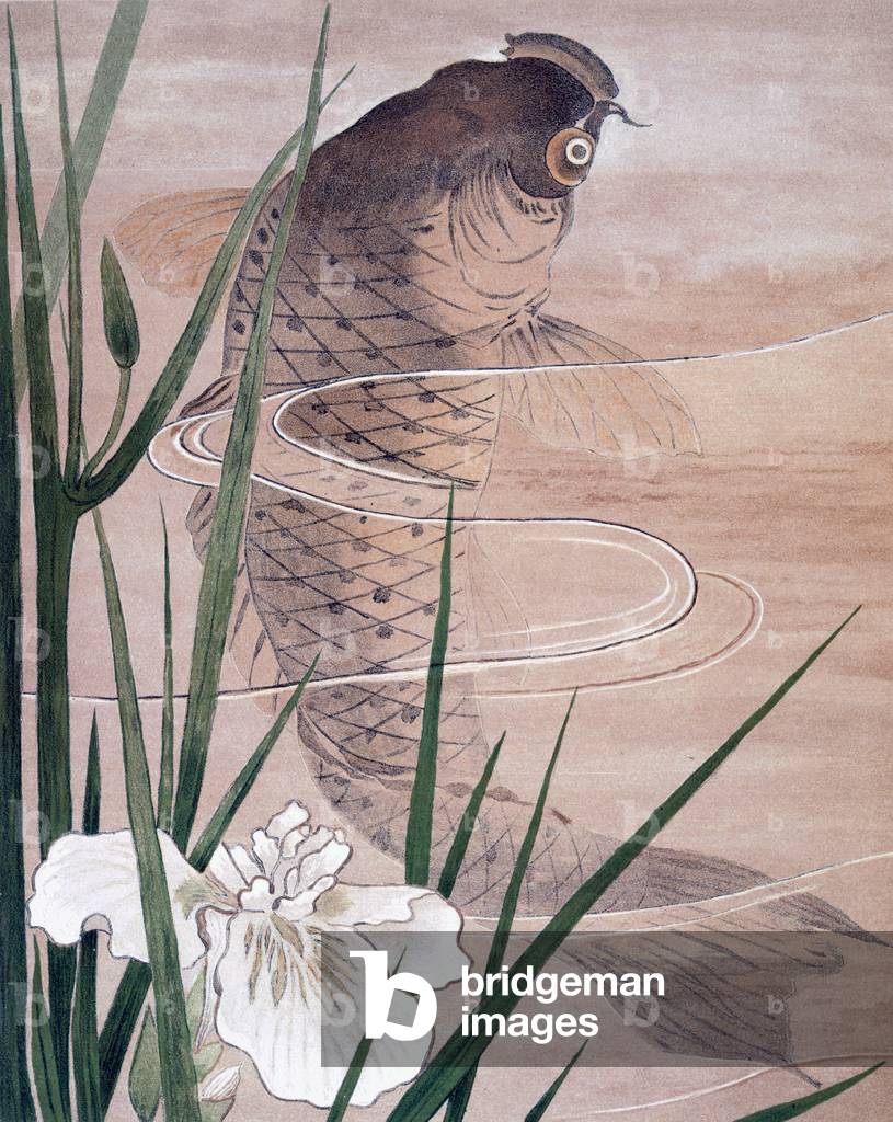 Poisson (coloris litho)