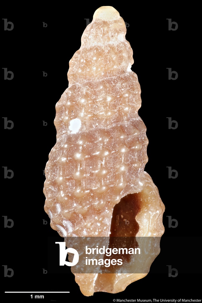 Clathurella cnephaea, 1896 (Muschel)