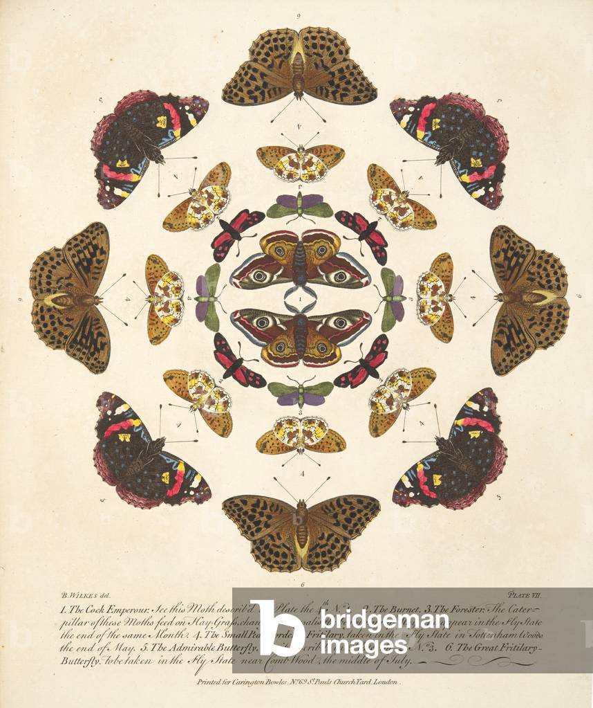 Plate VII,  from A Rare Depiction of Butterflies and Moths, pub. 1764 (hand coloured engraving)