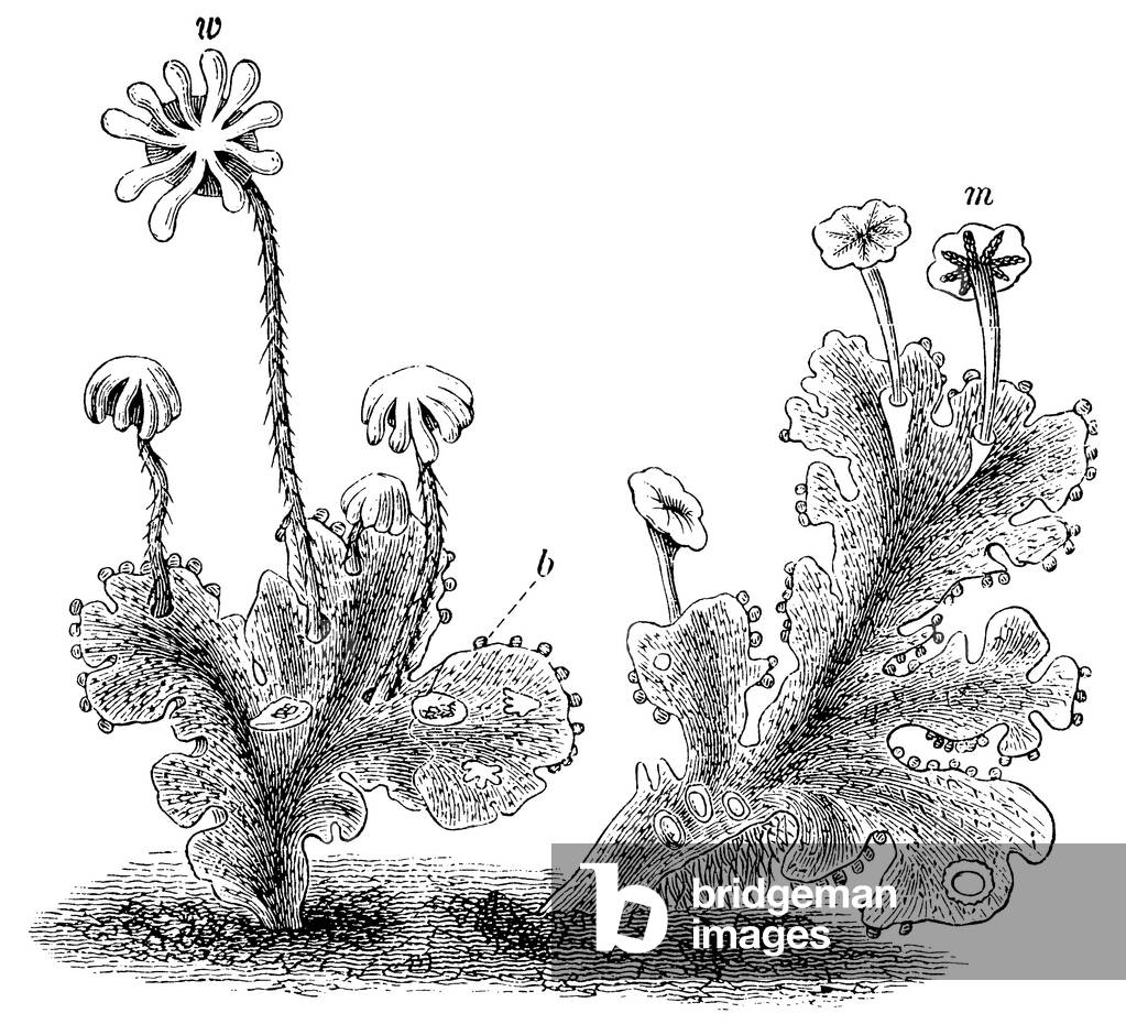 Liverwort, b/w