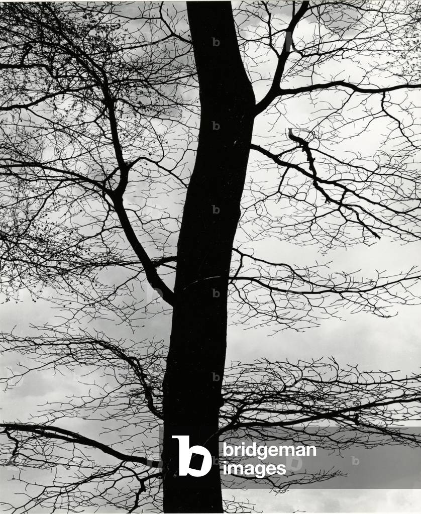 Bild von Fotografie "Baum und Himmel" 1971 von Brett Weston, b/w