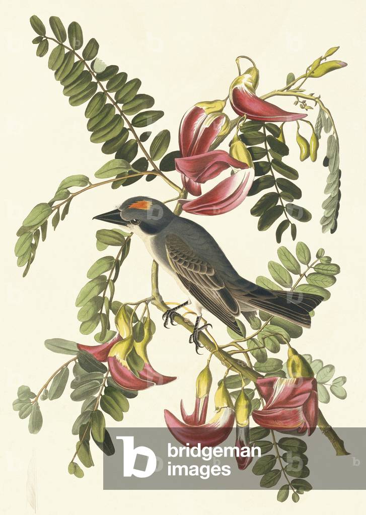 Tyrannus dominicensis, grigio kingbird, piatto 170 da John James Audubon's Birds of America, originale doppio 