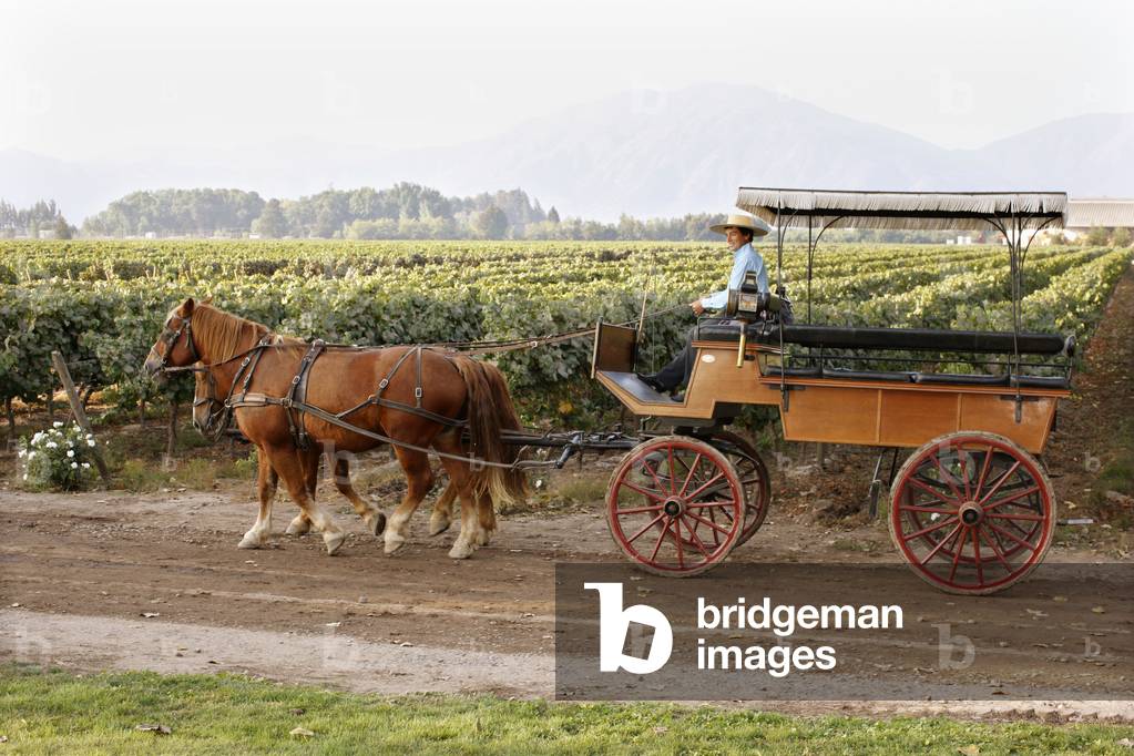 Bild von Fotografie "Pferdewagen"