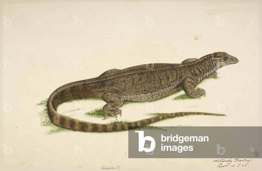 Guana (Iguana). One of thirteen drawings in watercolour, bound in a volume
