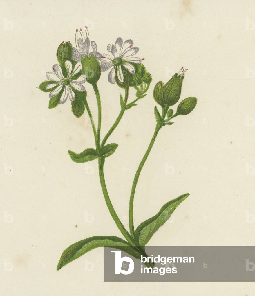 Campione della vescica, o Catchfly, Silene Inflata (colore lito)