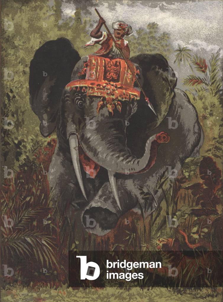 "Tiger caccia in India (colore lito)" di English School
