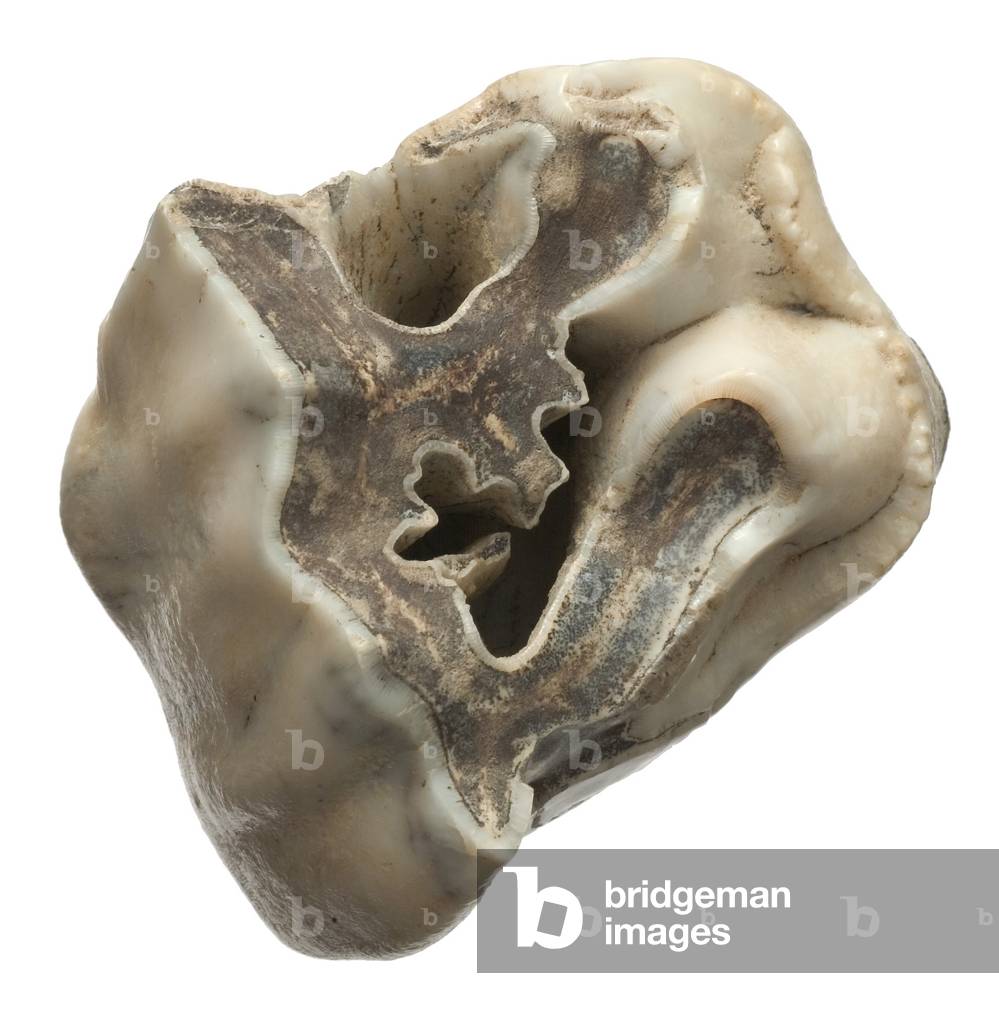 Immagine di Altri "Premolare superiore di Stephanorhinus undsheimensis"