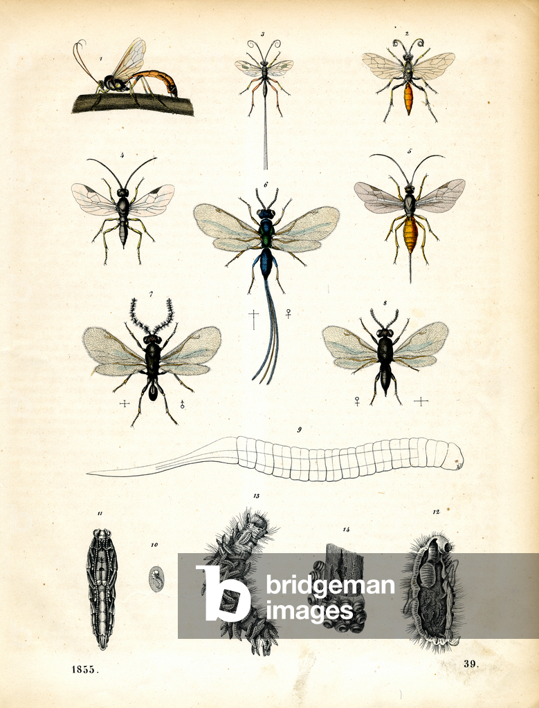 Varie vespe Ichneumon e le loro fasi di sviluppo (litografia colorata a mano)