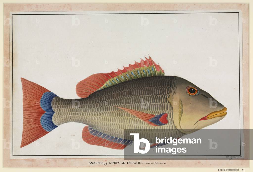 "Pesce snapper" 1790