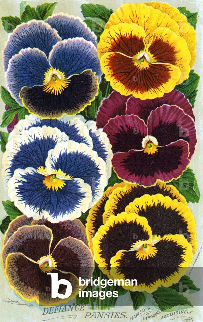 Viktorianische Stiefmütterblüten, 1897 (Chromolithographie)
