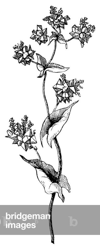 Grano saraceno