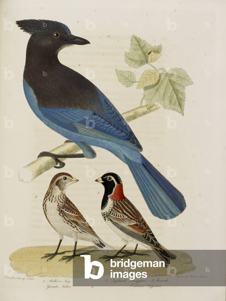 Steller's Jay, Lapponia Longspur, femmina