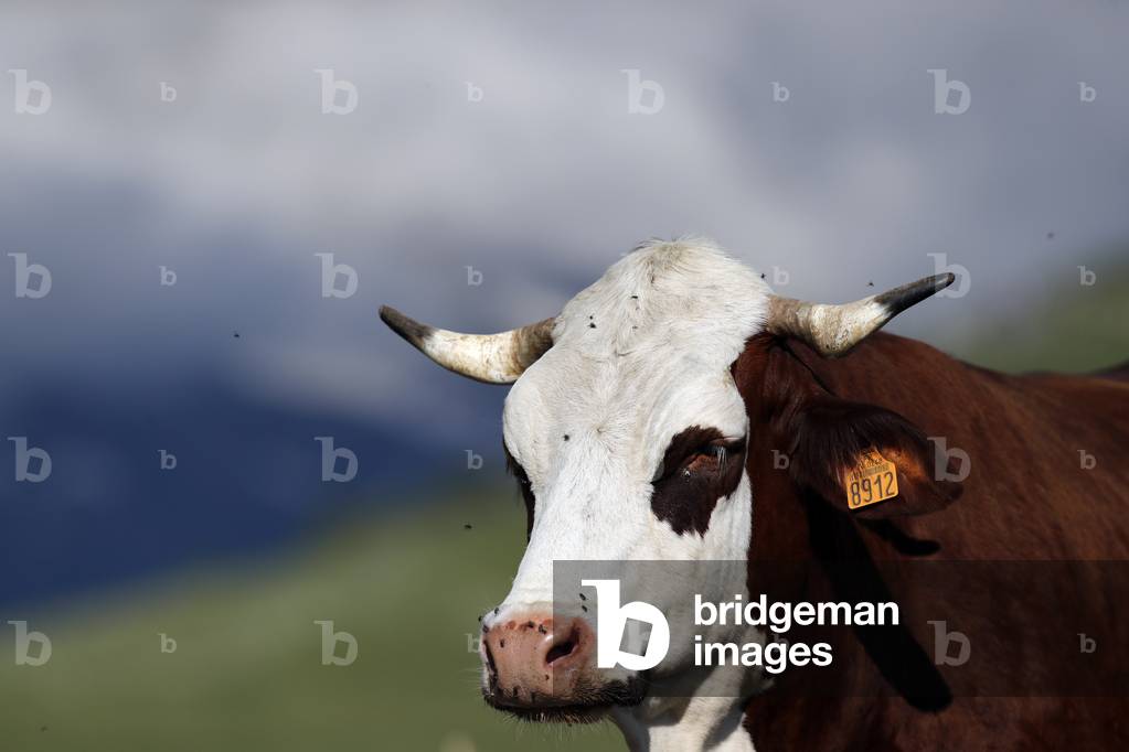 Bild von Fotografie "Abondance-Kuh in den französischen Alpen. Die Milch wird dazu verartet" 2020