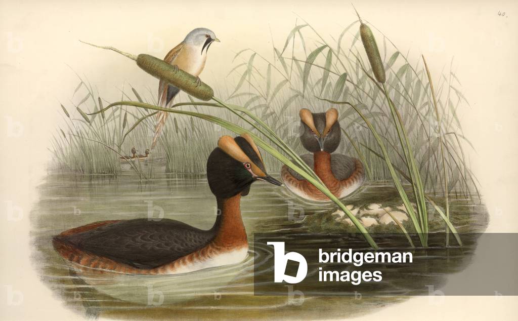 Image de Dessin représentant Podiceps auritus par John Gould