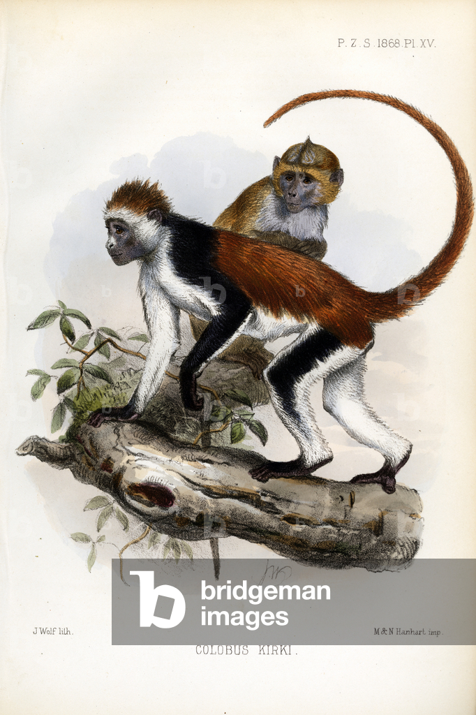 Immagine di Stampa "Scimmia Colobus di Kirk (stampa)" 1833