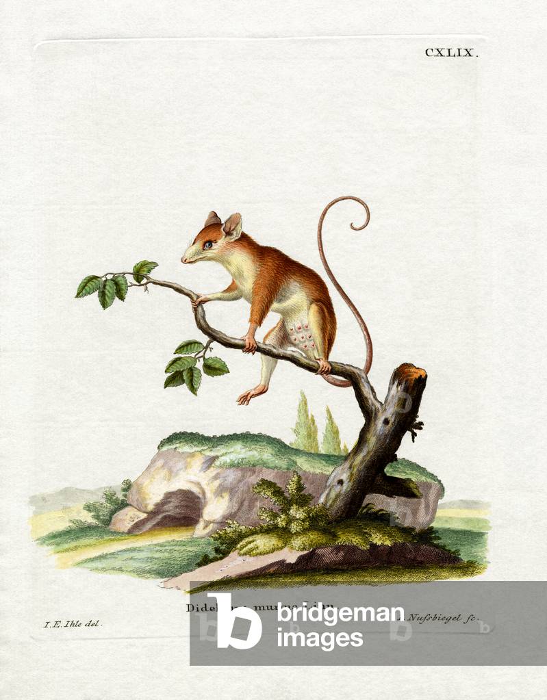 Immagine di Incisione "Opossum comune del topo (incisione colorata)" di German School