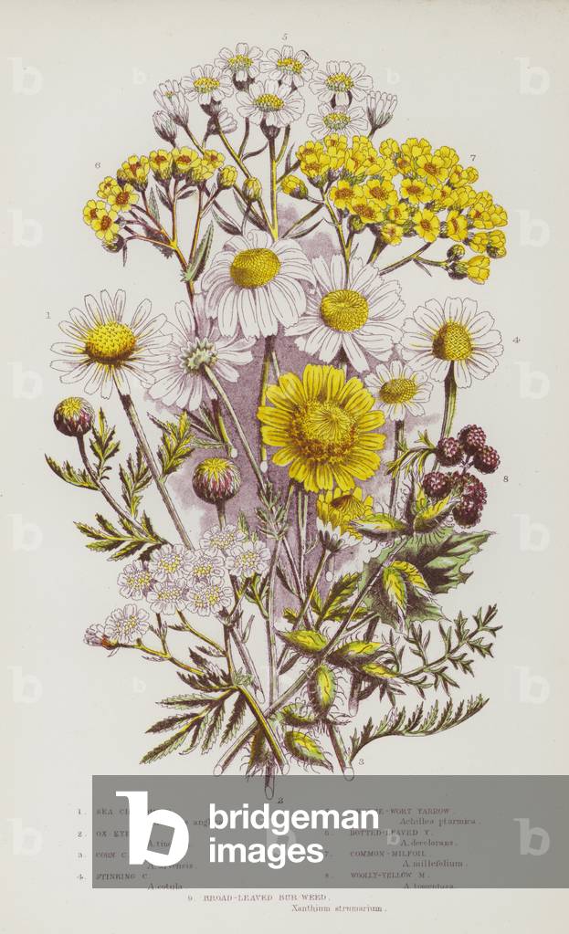 Die blühenden Pflanzen Großbritanniens, um 1880 (litho)