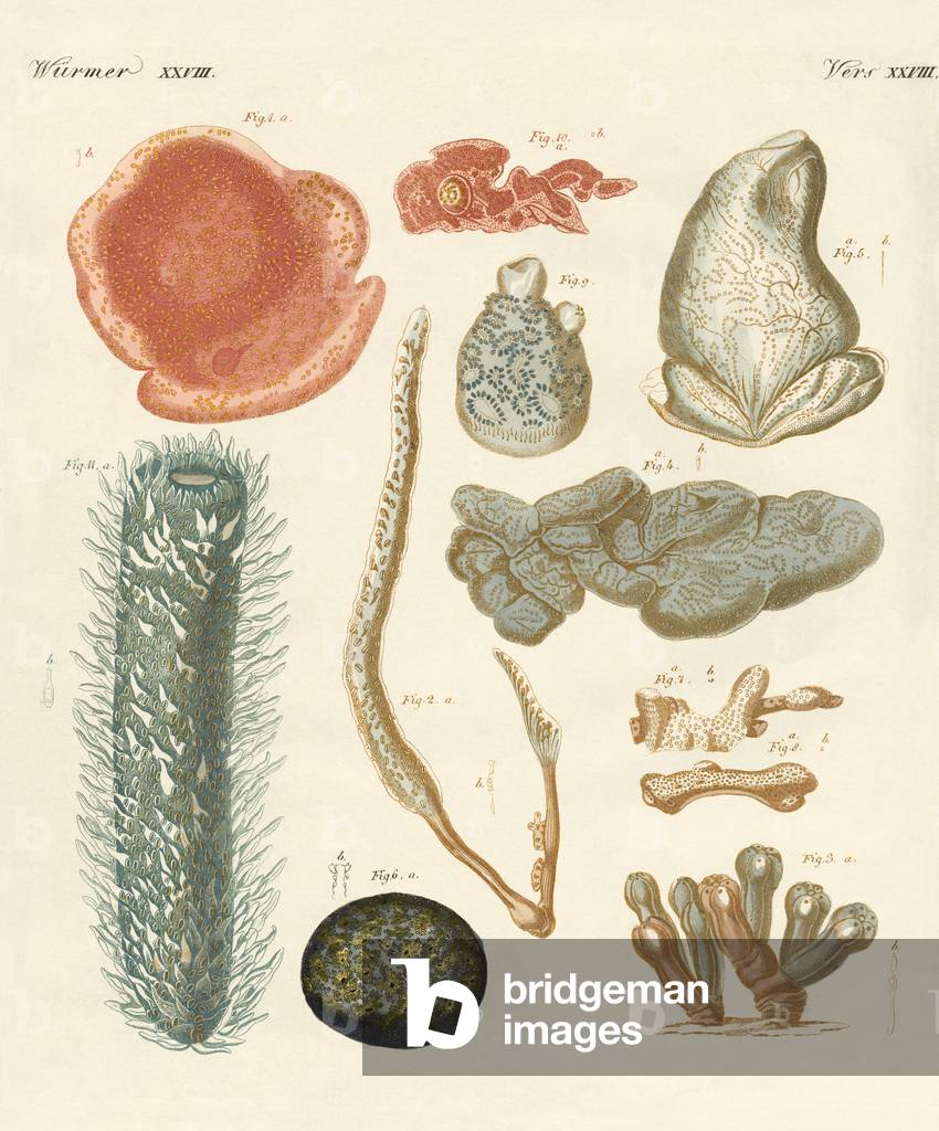 Bild von Gravur "Seltsame Weichtiere (farbige Gravur)" von German School