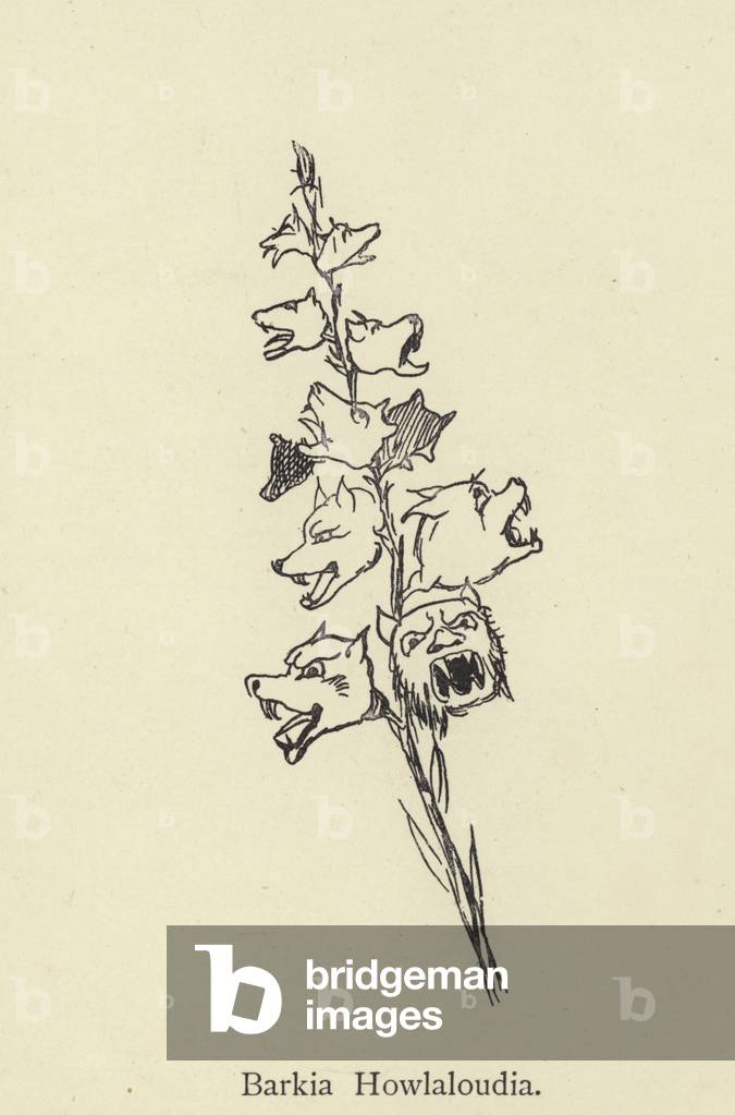 Barkia Howlaloudia (engraving) by Edward Lear, b/w