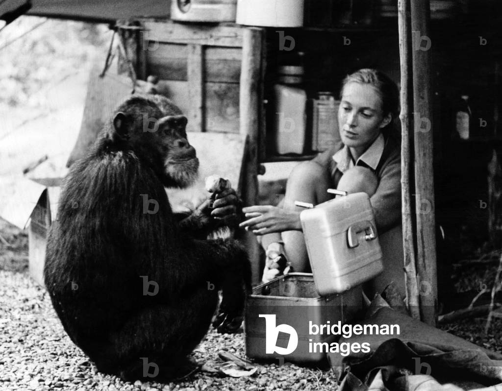 Jane Goodall with chimpanzee David Greybeard, 1965