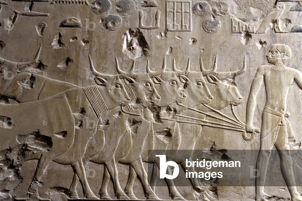 Tomba di Ptah-Hotep, Saqqara, 5° dinastia, Bestiame portato a Ptah-Hotep per ispezione (foto)