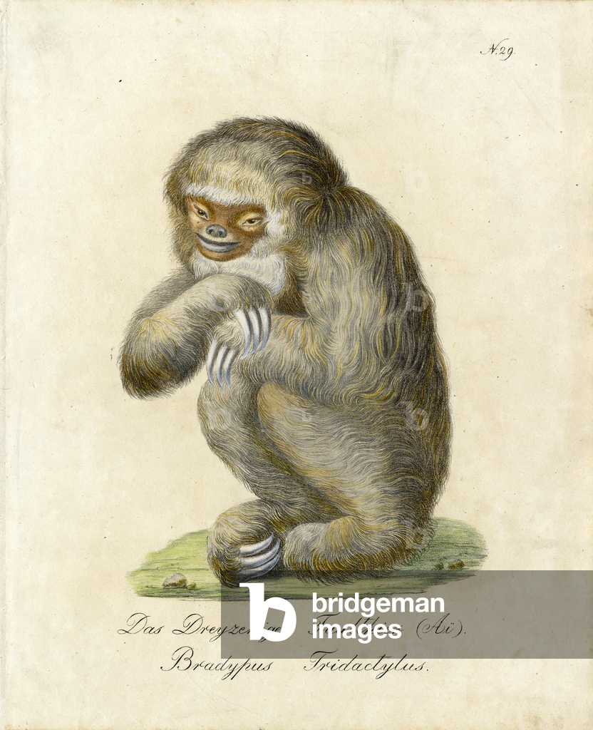Immagine di Stampa "Bradipo a tre dita (stampa)" di Karl Joseph Brodtmann