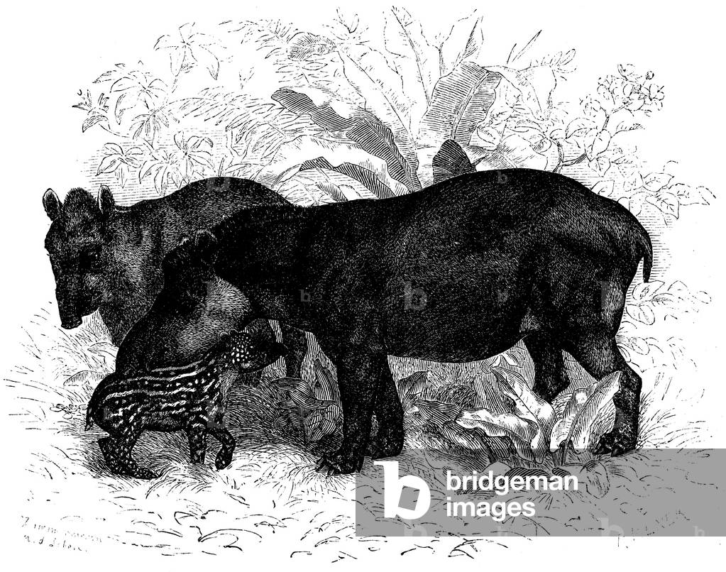 Immagine di Incisione "Tapir americano", b/w
