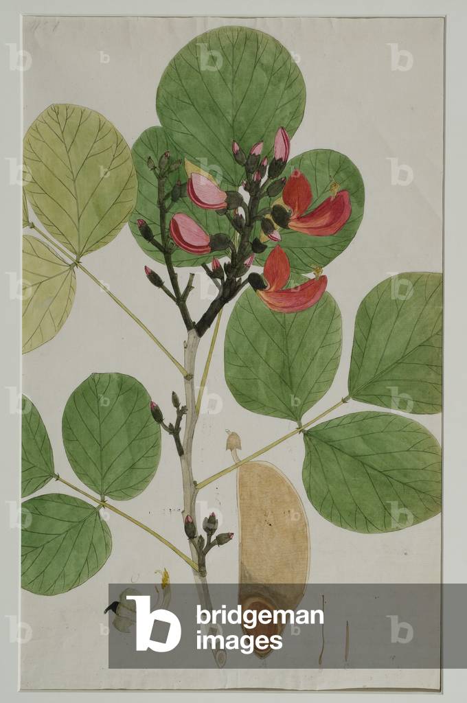 Butea monosperma (Lam.), également appelé Flamme de la forêt, 1787 (p/c sur papier)