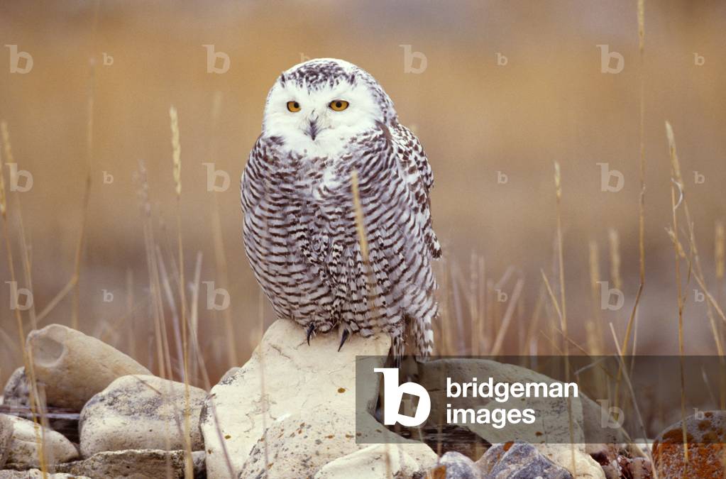 Image of Photography depicting Snowy Owl on Rocks