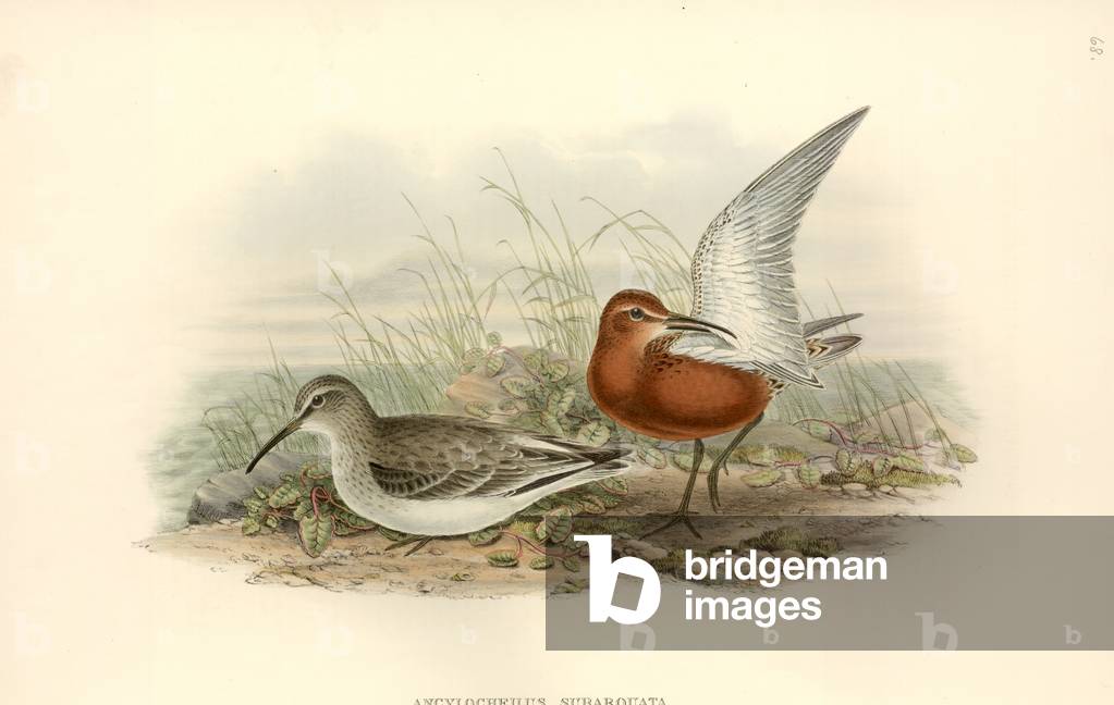 Bild von Zeichnung "Calidris ferruginea" von John Gould