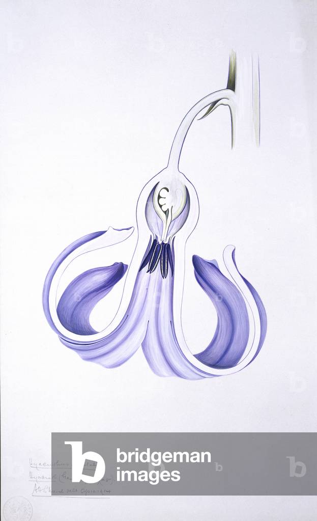 Giacinthus orientalis