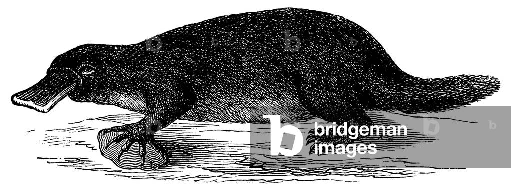 Platypus, duckbill
