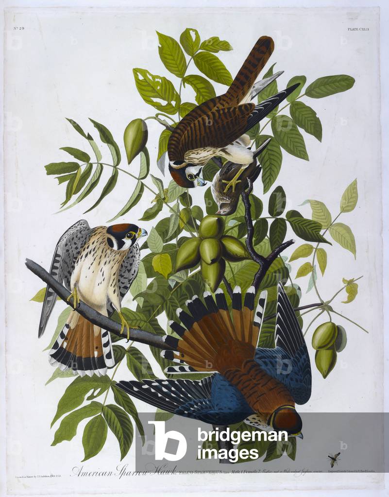 "Drei Vögel. Farbillustration von Audubon; American Sparrow Hawk."