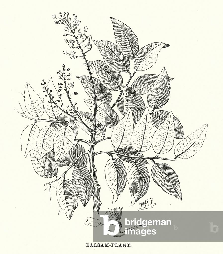 Image of Engraving depicting Central America: Balsam-plant (engraving) 1801 by English Artist