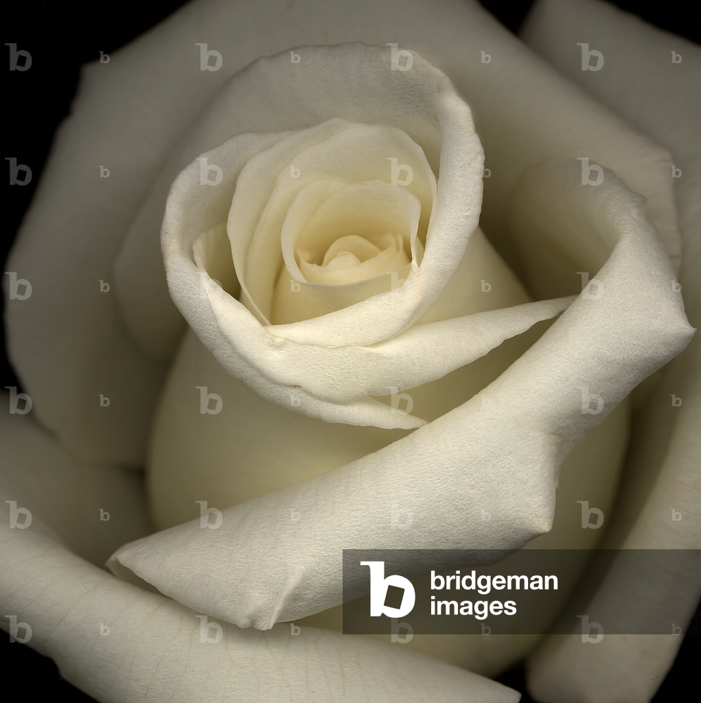 Immagine di Fotografia "Rosa Bianca (foto)" di Harold Feinstein