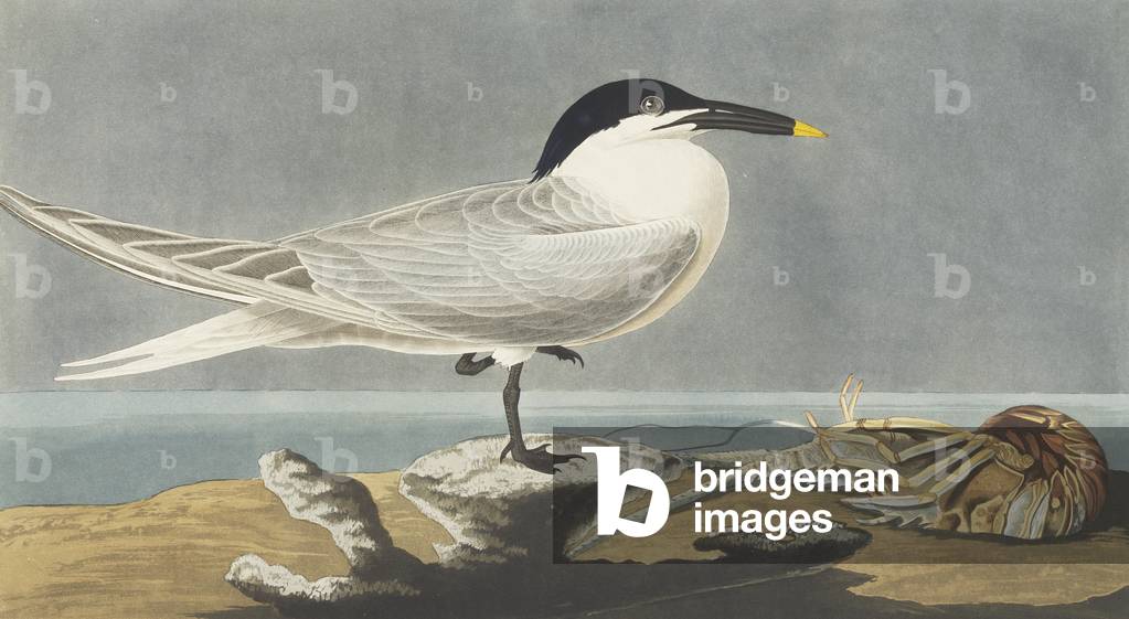 "Sterna sandvicensis" 1827 di John James Audubon