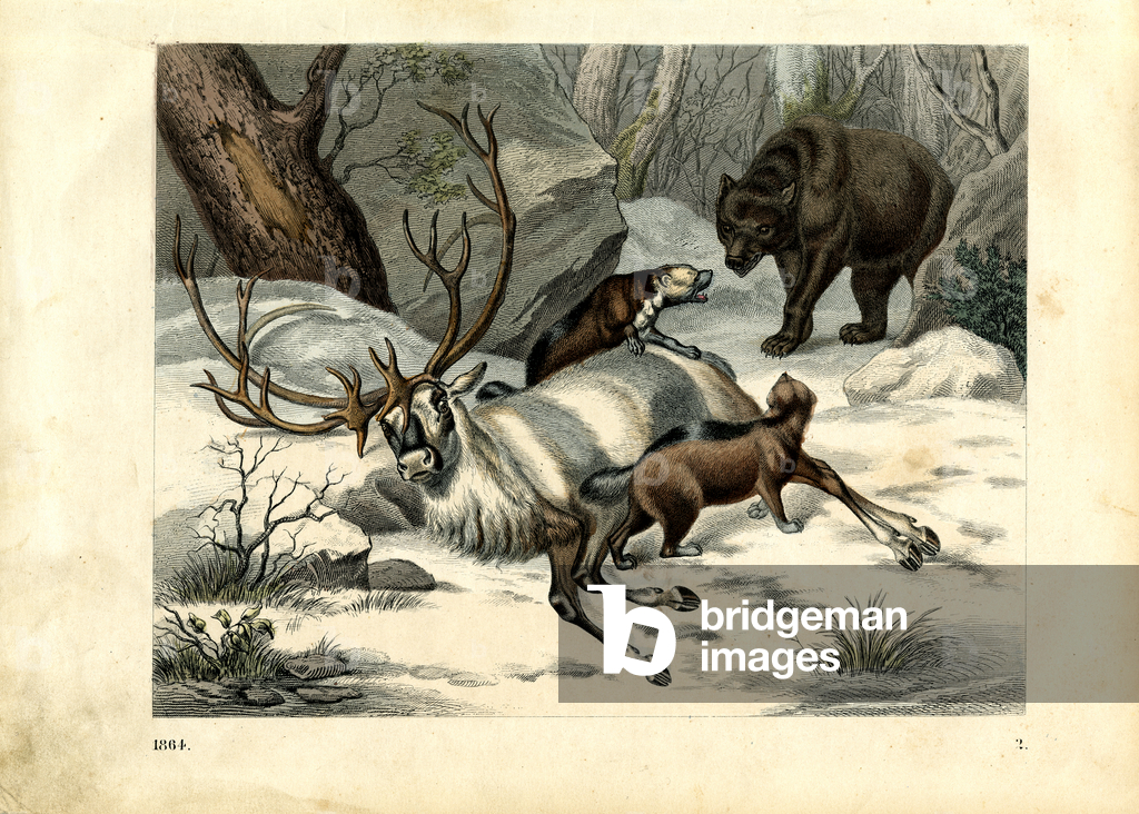 Immagine di Stampa "Predatori a caccia di renne in un paesaggio invernale del nord (incisione)" 1842
