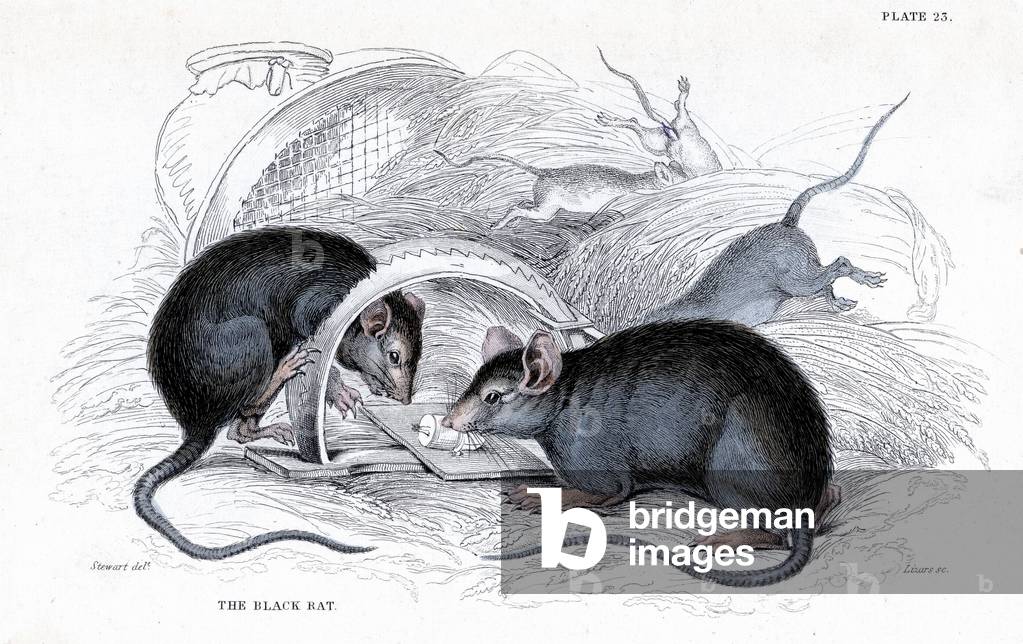 Schwarze Ratte (Rattus rattus)