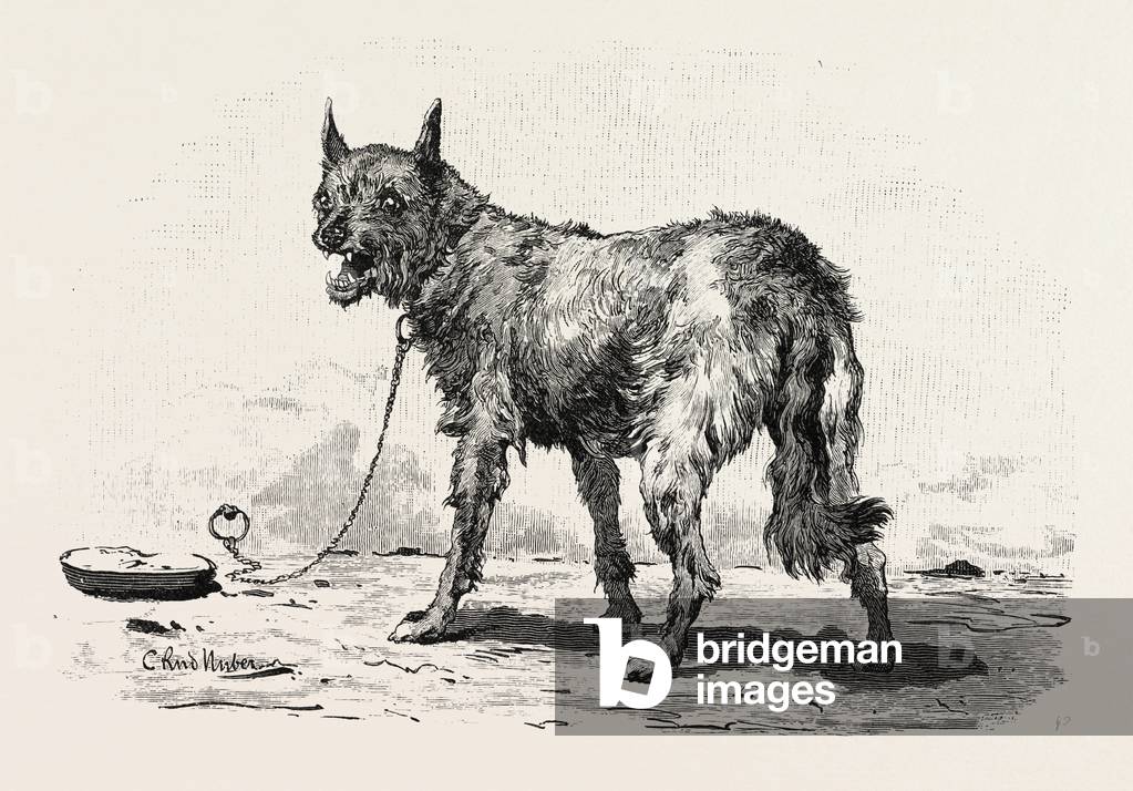 Un chien à Erment. Egypte, 1879, b/w